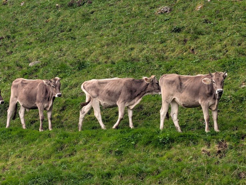 Troupeau de vaches