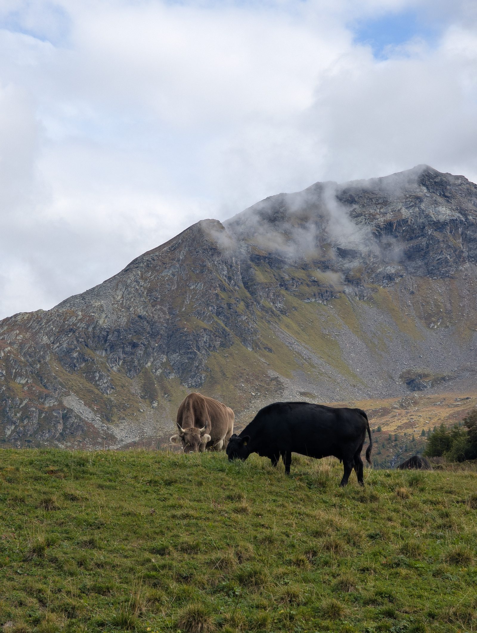 Vaches dans les montagnes